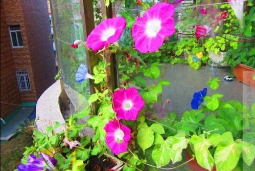 鱼塘种花指南：美观又净化水质