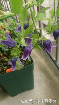 铁线莲的日常护理