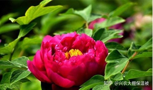 牡丹花如何进行科学的栽培与管理，才能确保其花朵艳丽且花期延长