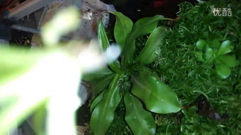 “食虫植物，你敢画吗