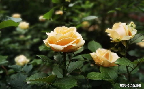 紫霞仙子的花语与传奇