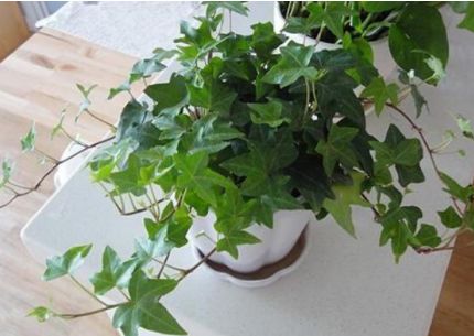 2、常春藤爬在接缝上，并在生长时分泌一种酸性物质。它还吸收墙壁的养分并破坏墙壁。