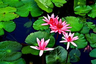 香睡莲品种详解及栽培技术