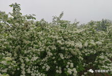 花木产业迅速由家庭小散户向企业化经营转变