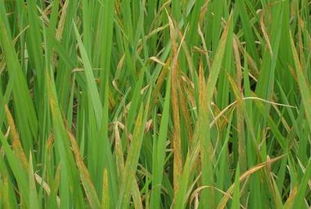 水稻叶子发红的原因及治疗方法