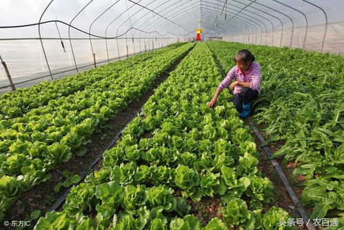 4. 高温下的蔬菜种植