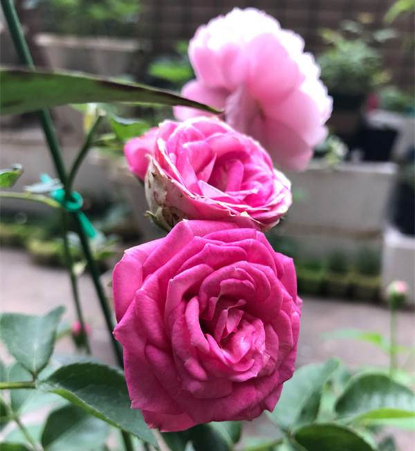 月季花，四季花，哪个季节蕞旺呢？