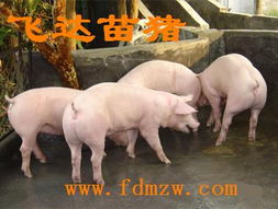 仔猪养殖场规划与管理关键技术