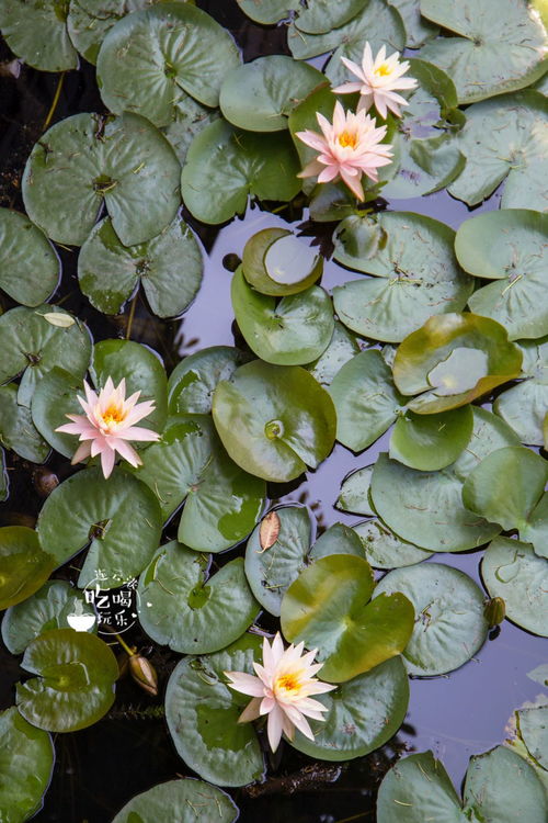黄睡莲的美妙寓意