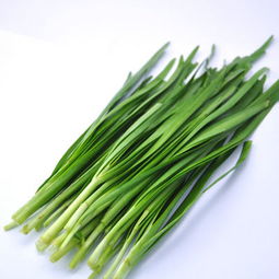 韭菜种植， 养阳佳品