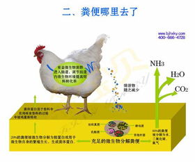 高效养殖秘诀：500只鸡健康成长，高盈利养鸡术！