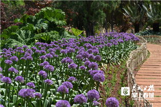 如何扫一扫识别花草？快速技嫩get