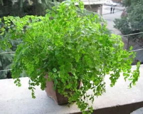 花卉分类与室内绿化