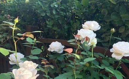 月季花扦插， 注意事项全解析