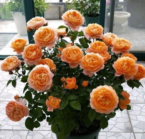 月季养护小技巧：如何防虫与施肥