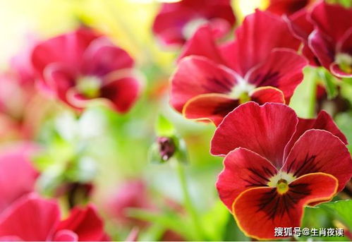 请问《花语含义大全》中，哪种花代表永恒的爱情和坚定的承诺