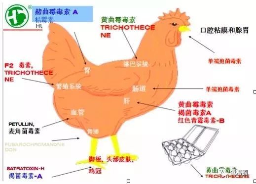 做好霉菌毒素管控，猪场疾病真的能降低60%以上吗