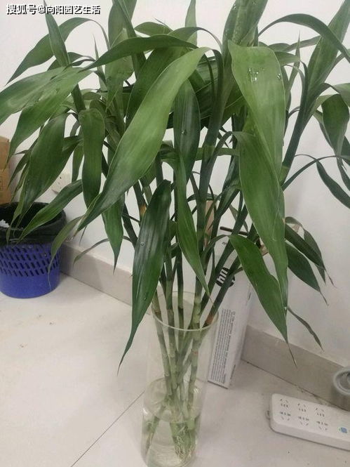 富贵竹黄叶原因揭秘：畜牧养殖中不可忽视的绿植问题！