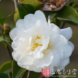 山茶花的功效和作用