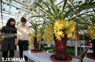 虎皮兰养殖注意事项：耐心等待成长