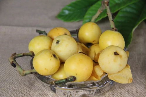 湖北地区适合种植哪些枇杷品种？