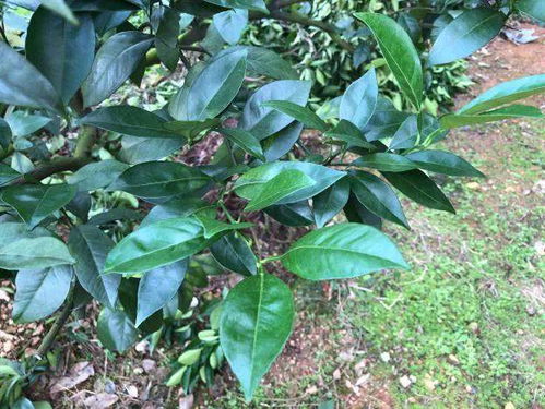 白蜡蚧的“恶行”与防治之道