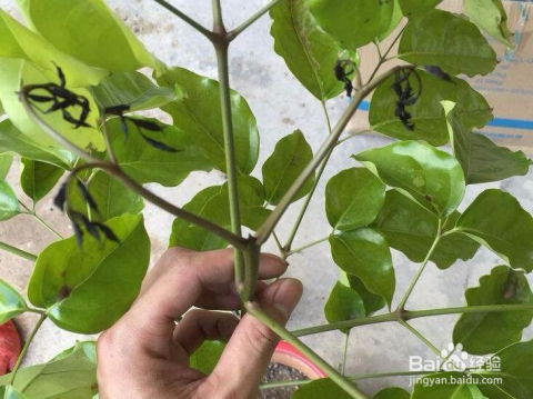 海南菜豆树养护，如何让植物茁壮成长