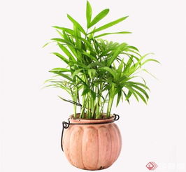 植物成长的基础——土壤的重要性