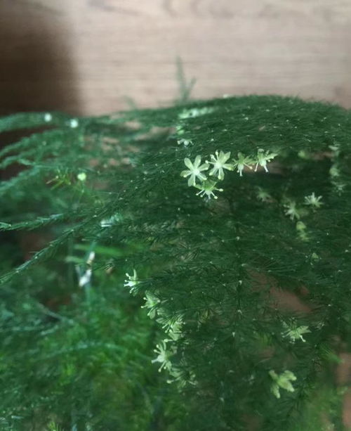文竹开花，味道怪怪的？