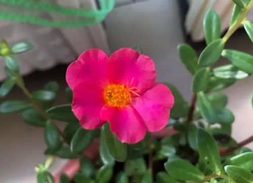 营养土养花效果究竟怎么样？