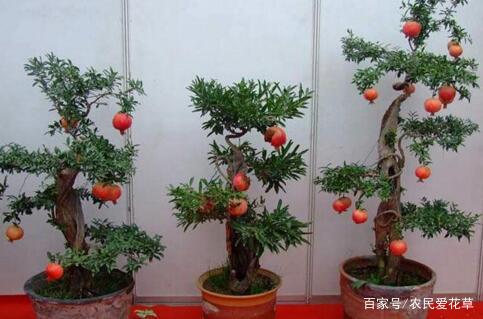 种植的心得，分享给大家