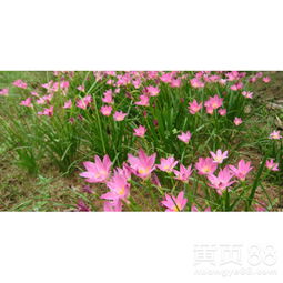 葱兰花的营养价值