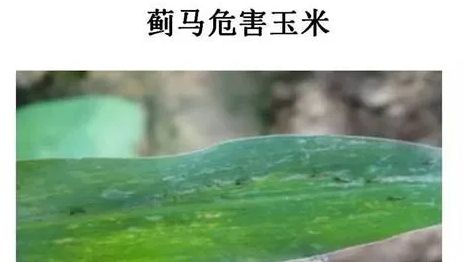 蓝色粘板， 诱杀蓟马的“小陷阱”