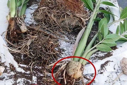 细节处理：避免二次伤害