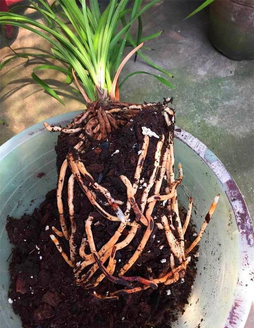 兰花泡根多菌灵比例揭秘