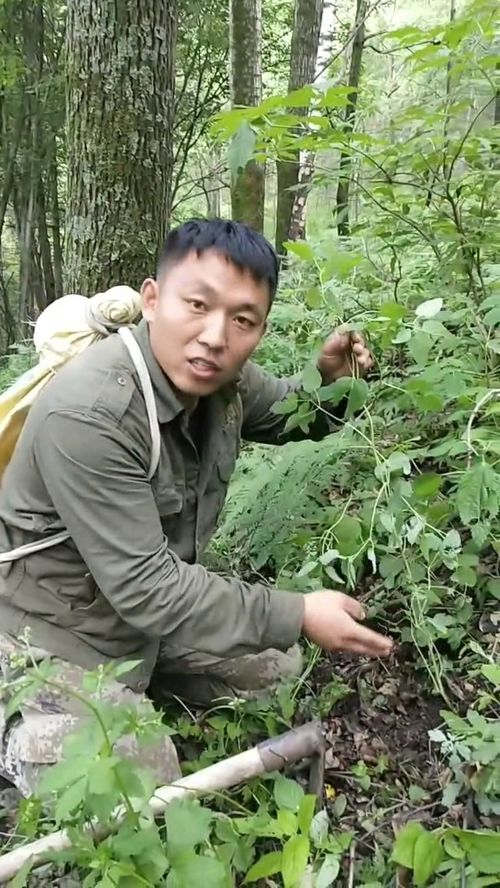 东北老农的智慧：堪土选种，比堪黄历准！