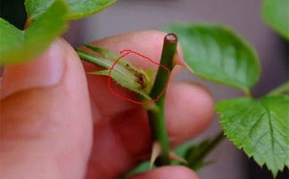 防病虫害：守护月季的健康