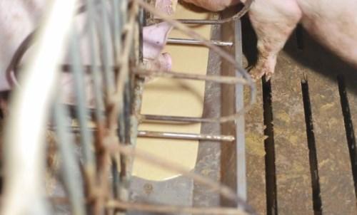 液态饲喂系统是否只是简单干料加水就Neng实现？