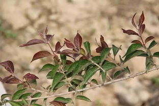 独家配方：黄金搭配提升草坪密度