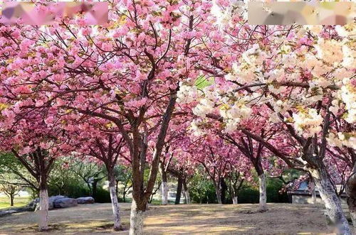 月季花的花期那些事儿