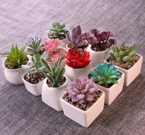 多肉植物：耐旱易养， 新手的Zui爱