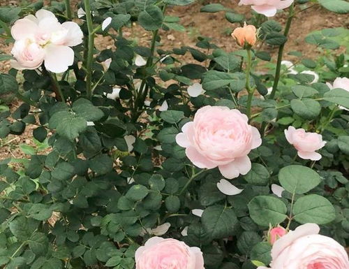 月季开花秘诀：月月红的养护之道