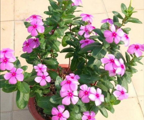 种花泥土去哪里找？