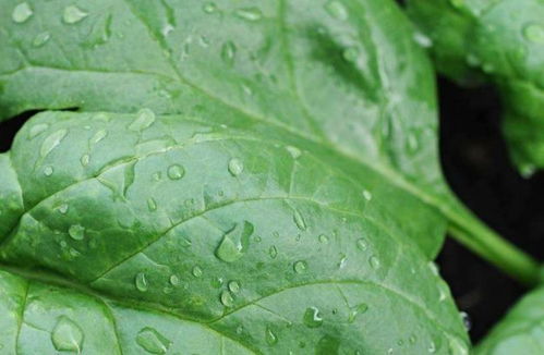 菠菜中的农药残留，你知道多少？