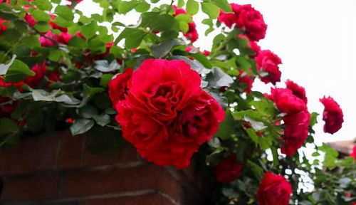 如何养好甜蜜红木香？先了解它的习性