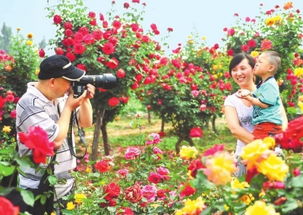 南阳月季种质资源丰富