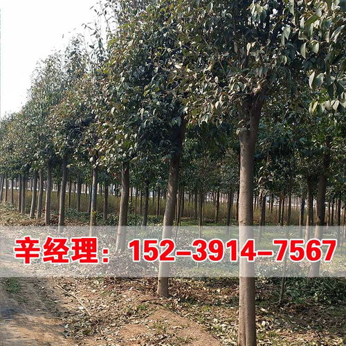 苗圃基地，寻找那一片花海