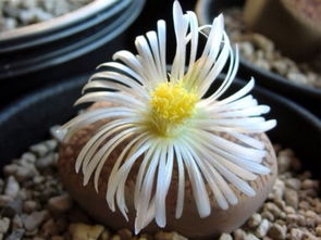 播种用土，泥炭和颗粒土是关键