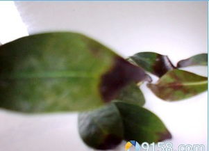 黑王子掉叶子？试试用多菌灵喷洒