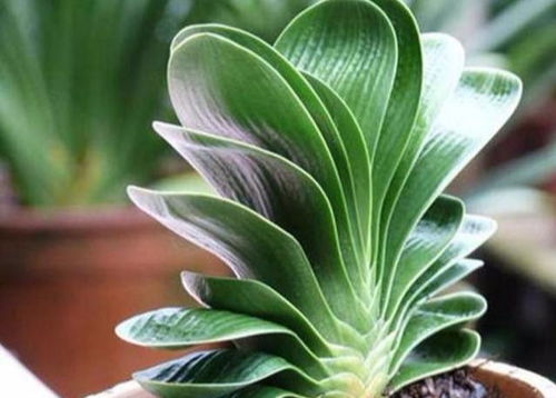 金手指花在多少度以下种植？如何提高存活率80%？